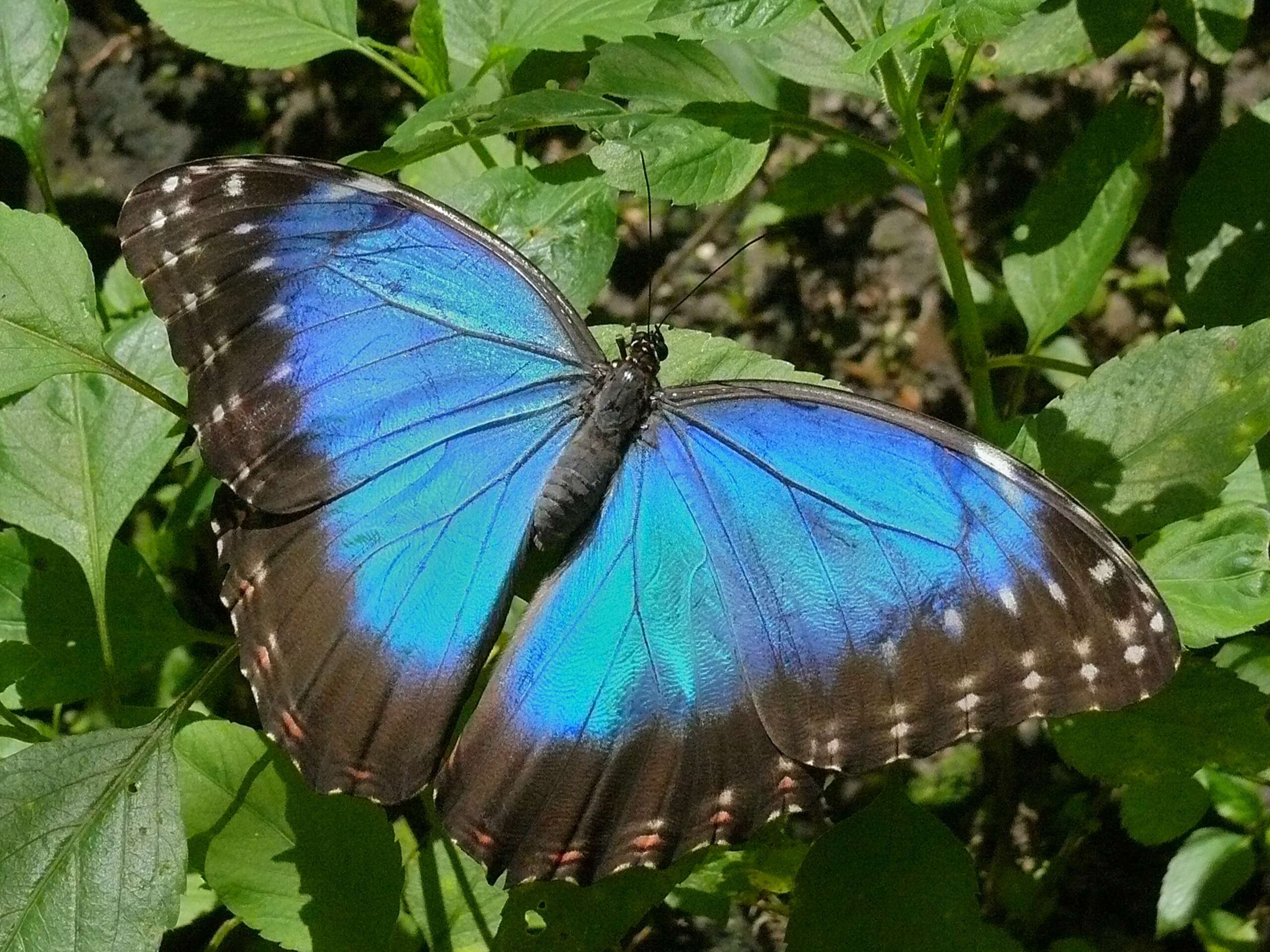 Image of Morpho peleides Kollar 1850