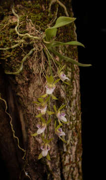 Image of Butterfly orchid