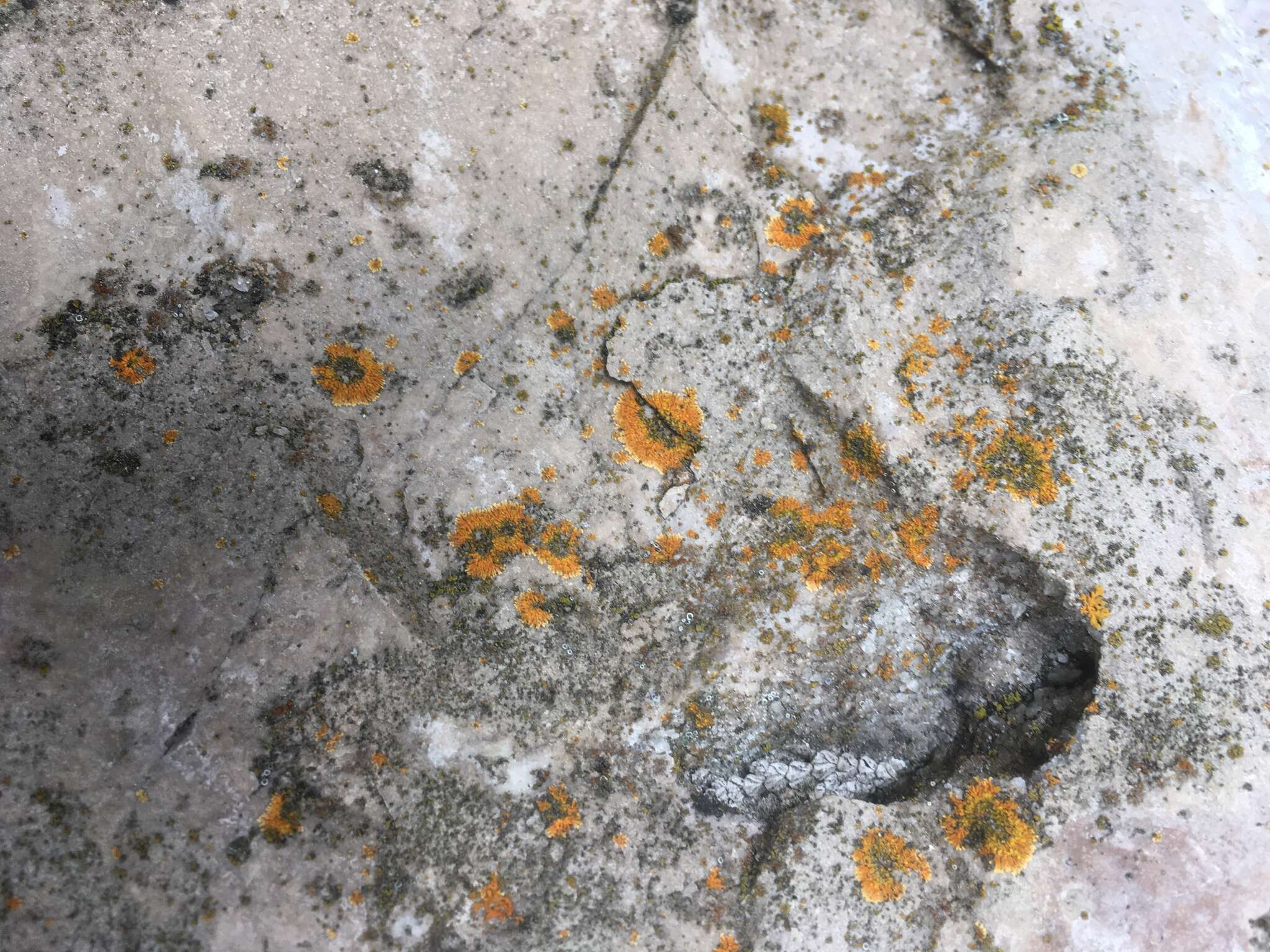 Image of orange lichen