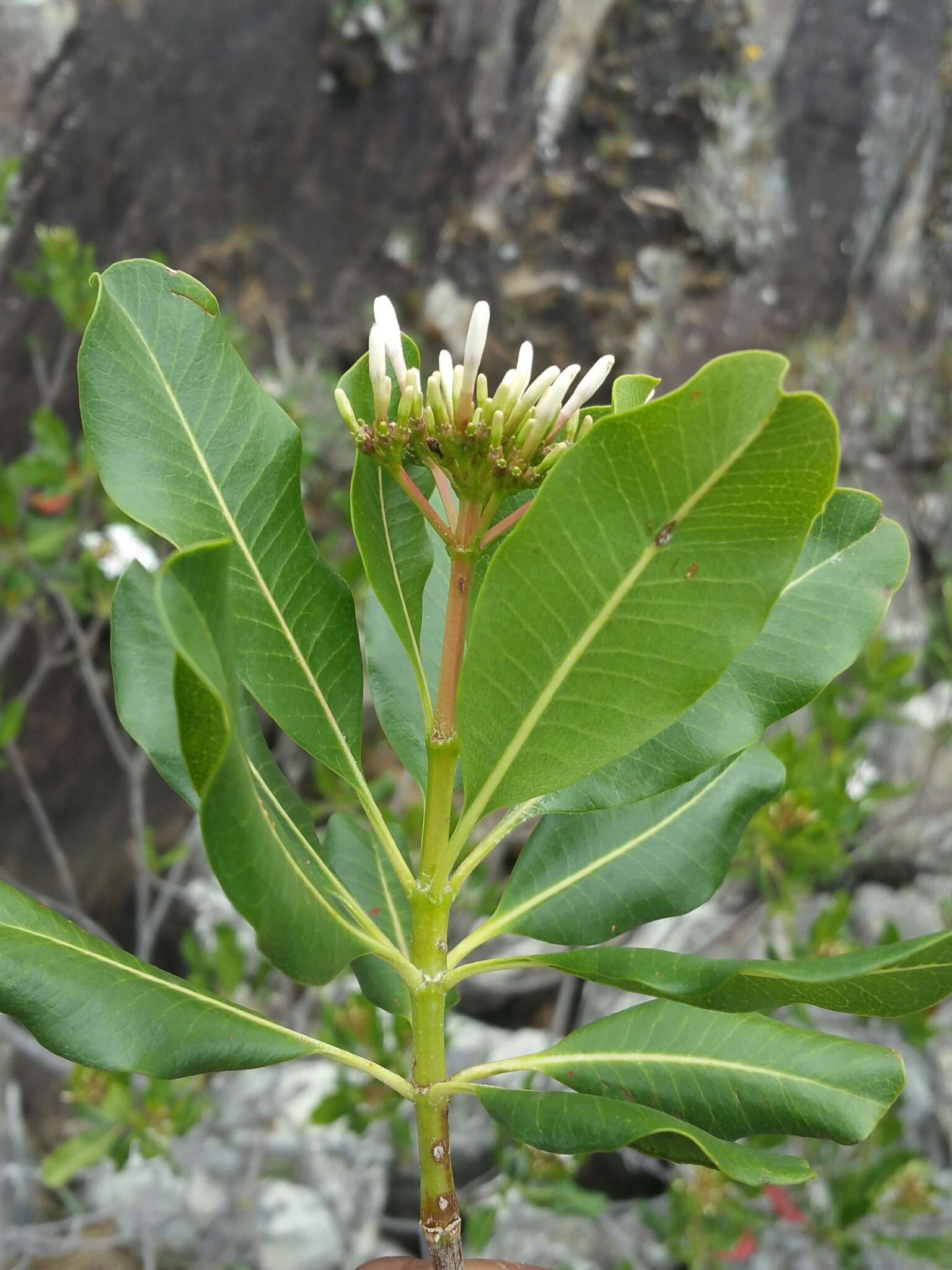 Imagem de Craspidospermum verticillatum Bojer ex Decne.