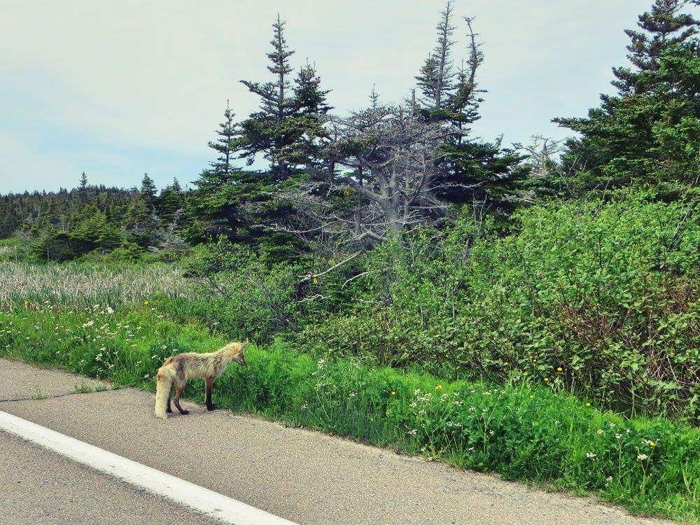 Image of American red fox