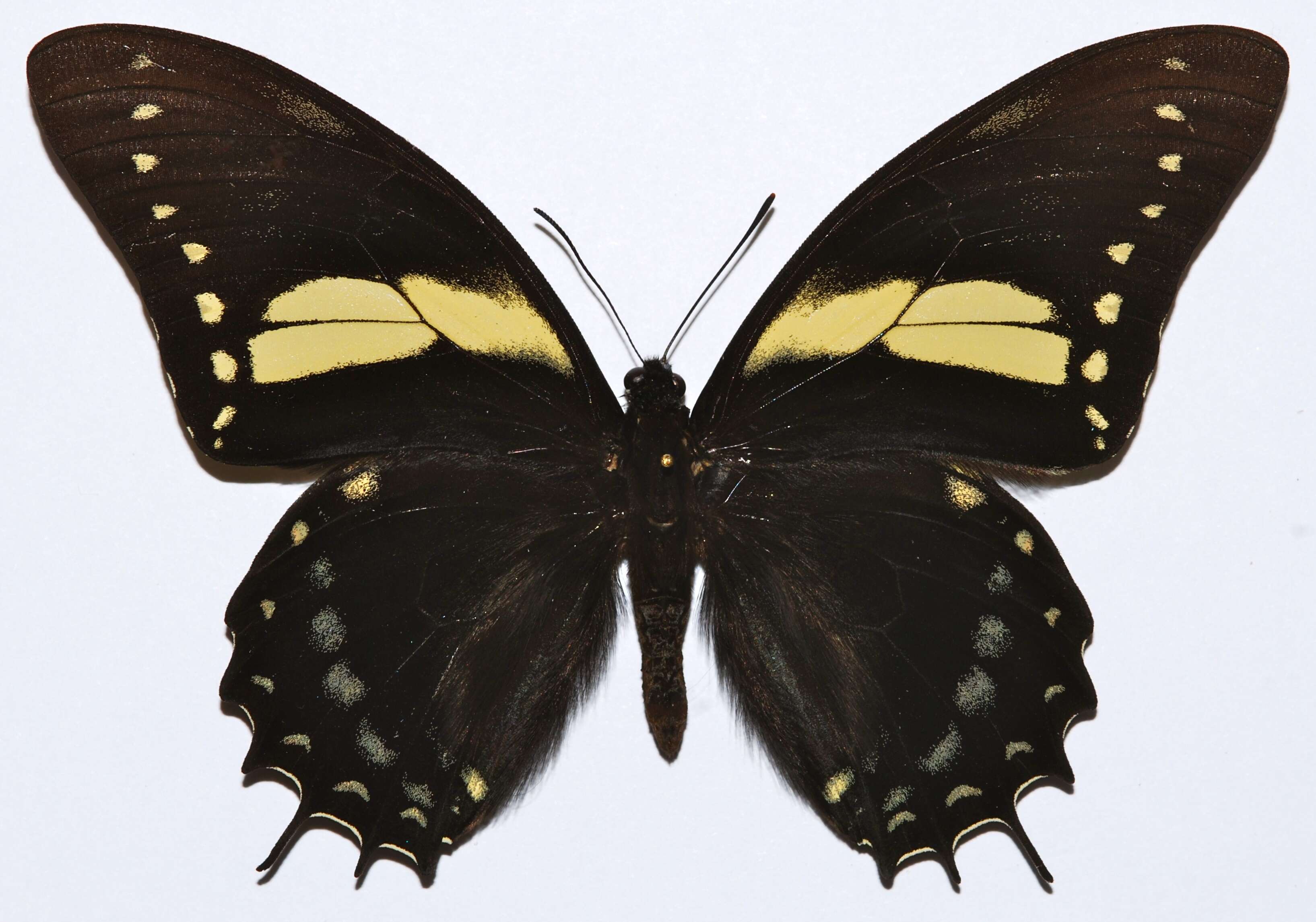 Image de Papilio menatius Hübner 1819