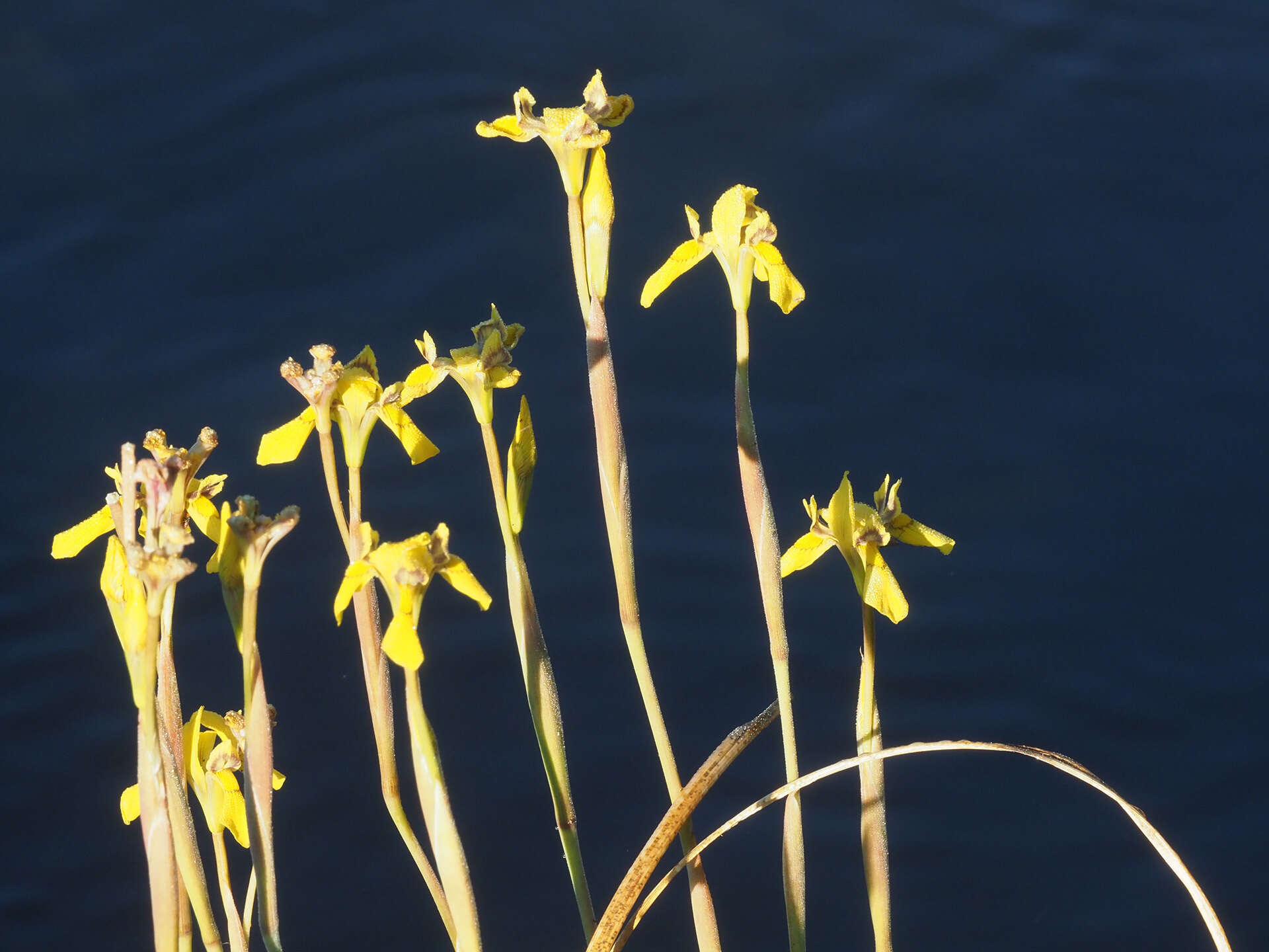 Moraea huttonii (Baker) Oberm. resmi