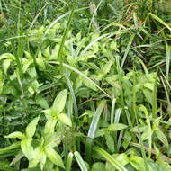 Image of Dotted Smartweed