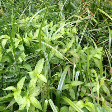 Image de Persicaria punctata (Ell.) Small