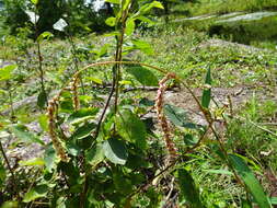 Plancia ëd Persicaria careyi (Olney) Greene