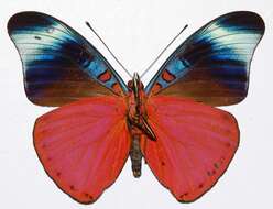 Image of Panacea prola Doubleday (1848)