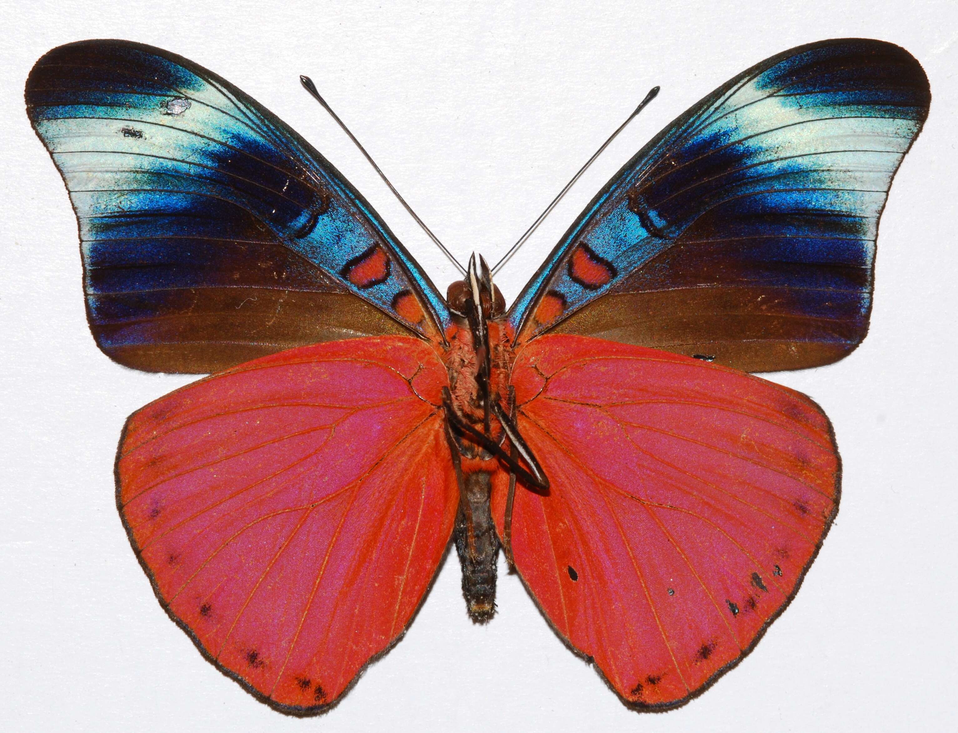 Image of Panacea prola Doubleday (1848)