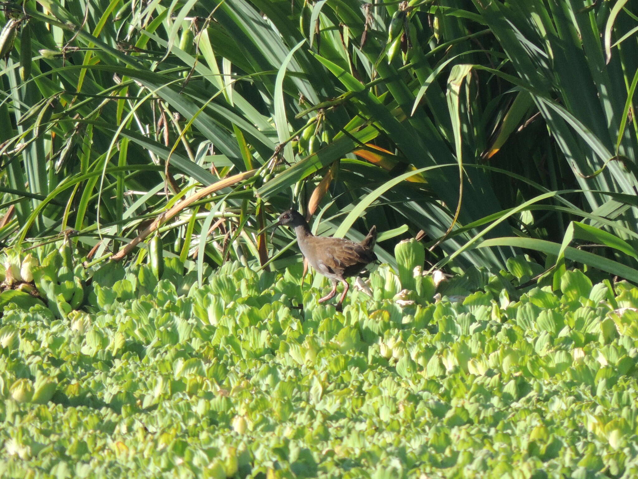 Image of Plumbeous Rail