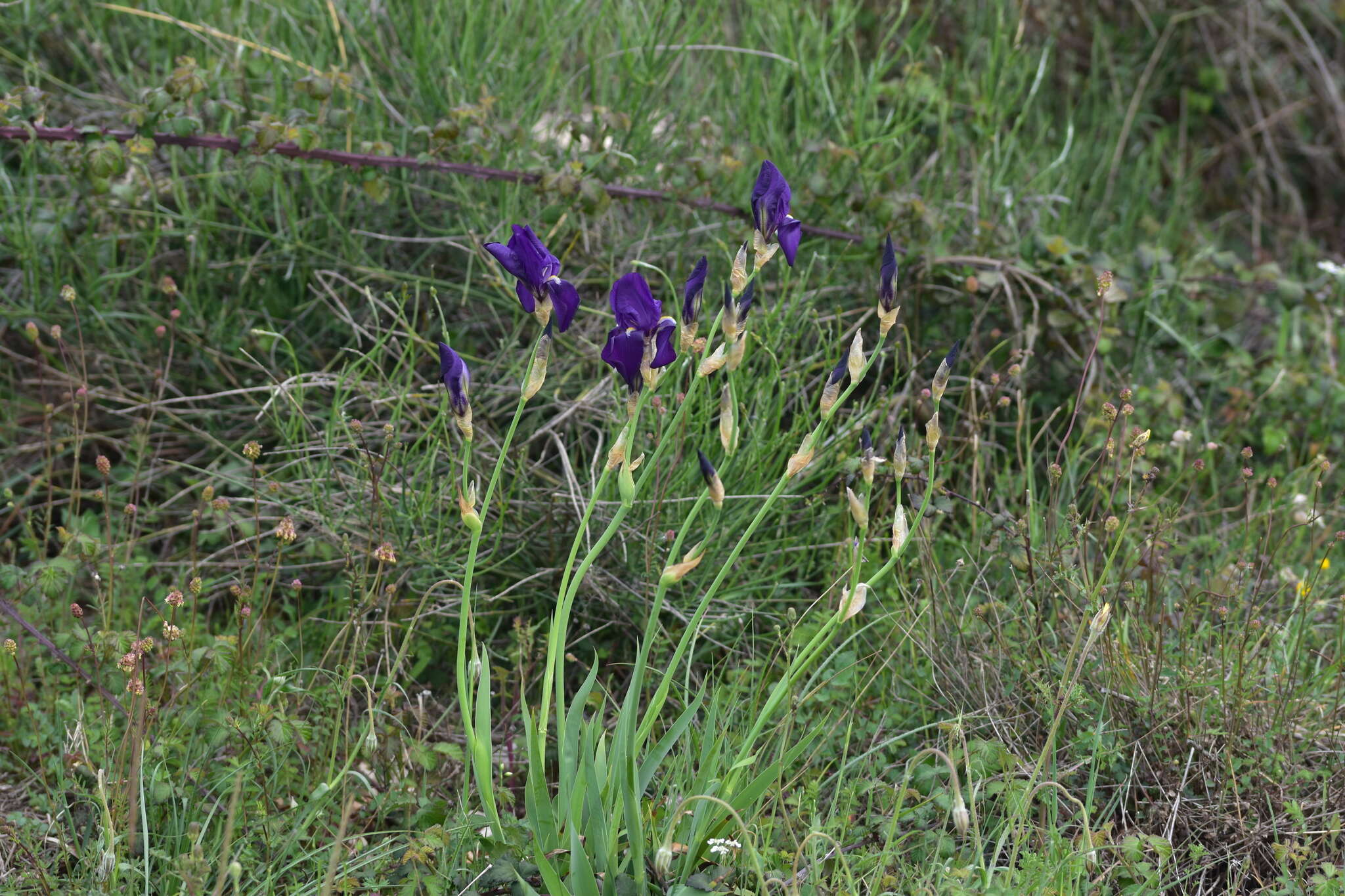 Imagem de Iris pallida subsp. illyrica (Tomm. ex Vis.) K. Richt.