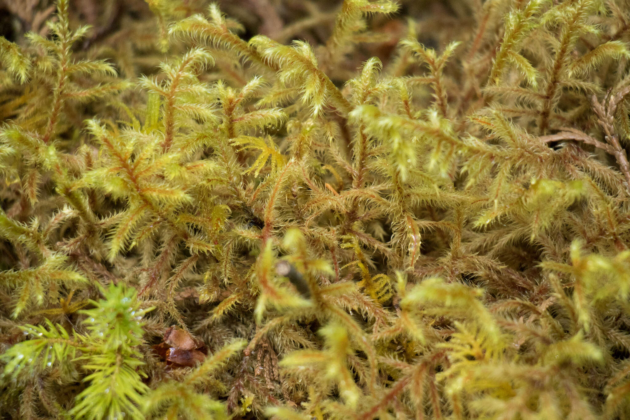 Image of goose neck moss