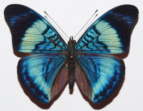 Image of <i>Panacea prola</i> Doubleday (1848)