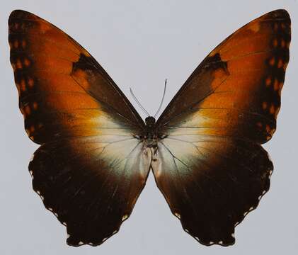 Image of Morpho hecuba Linnaeus 1771