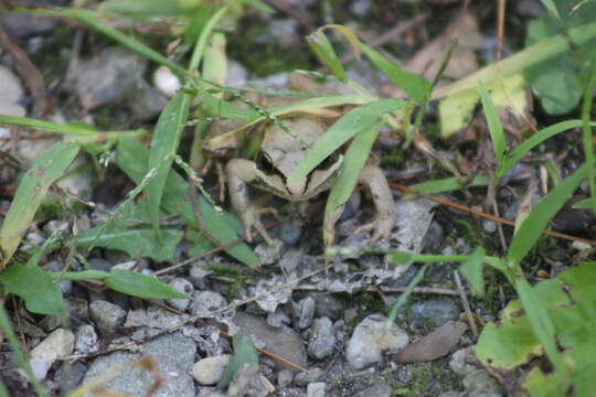 Image of Wood Frog