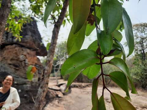 Image of Cratoxylum formosum subsp. formosum