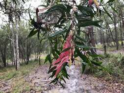 Image of White-flowering Bottle-brush