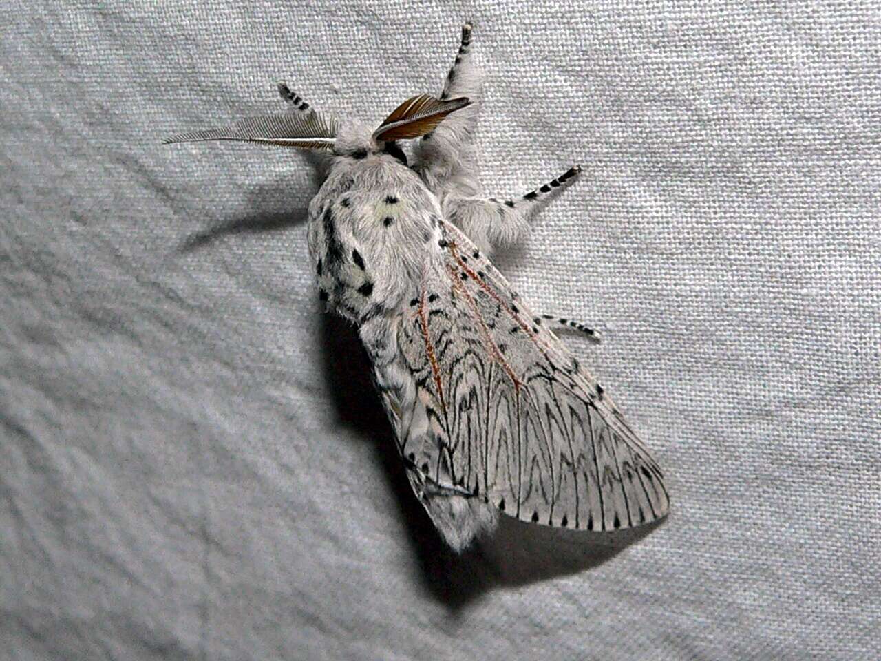 Image of Puss moth