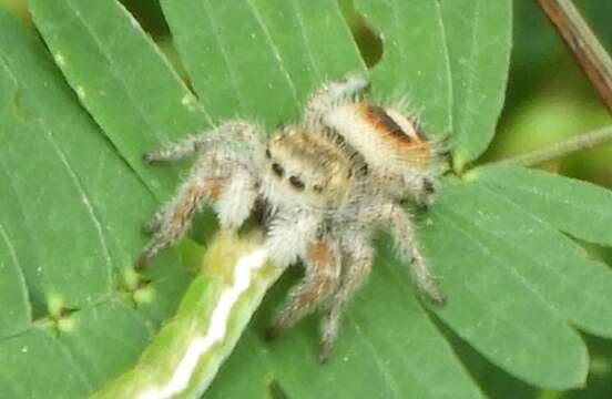 Image of Phidippus pacosauritus