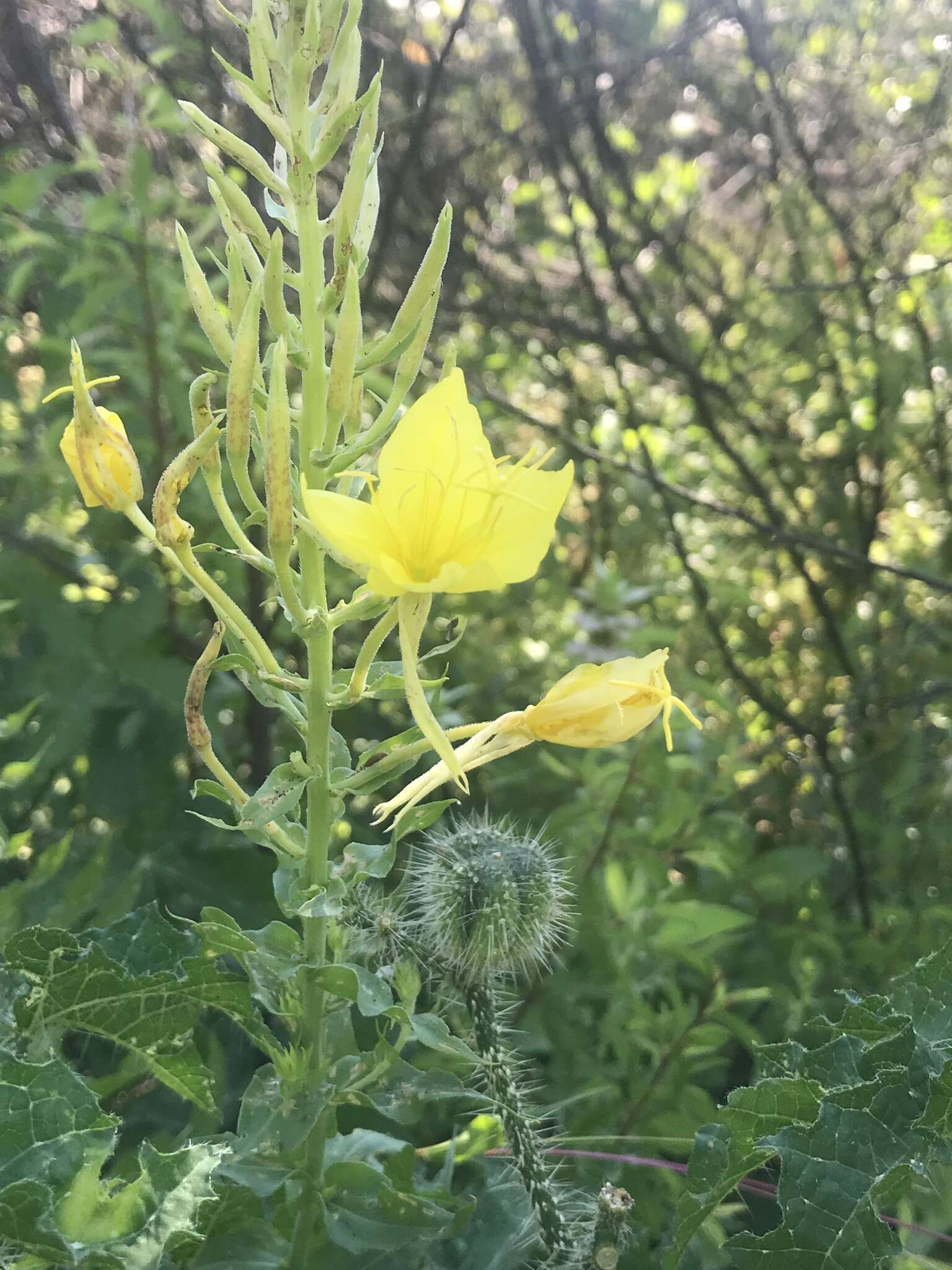 Imagem de Oenothera rhombipetala Nutt. ex Torr. & Gray