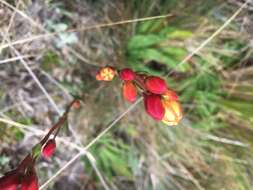 Image de Gentianella hyssopifolia (Kunth) Fabris