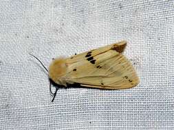 Spilosoma lutea Hüfnagel 1766 resmi