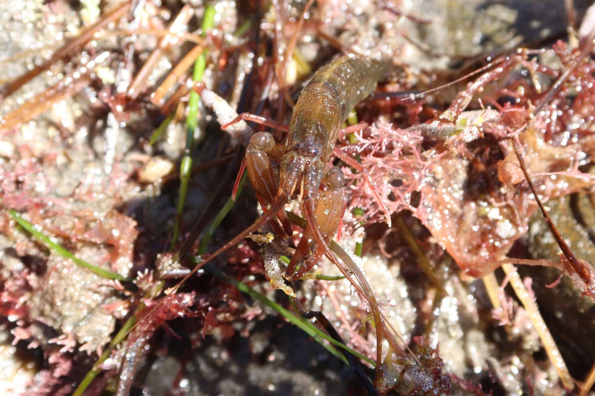 Image of visored shrimp