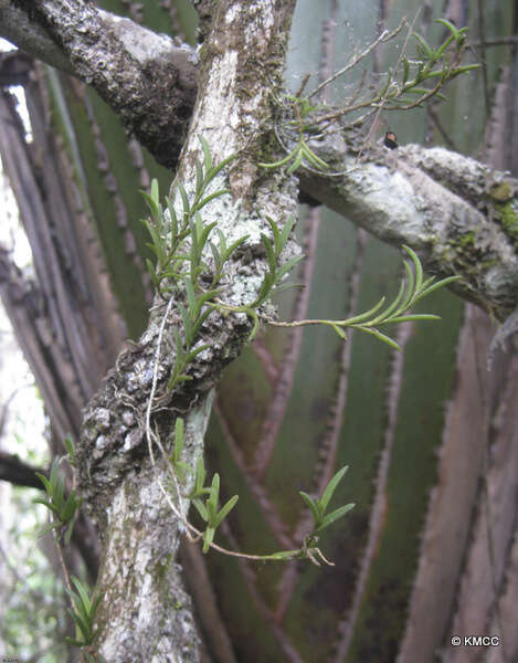 Imagem de Angraecum humblotianum Schltr.