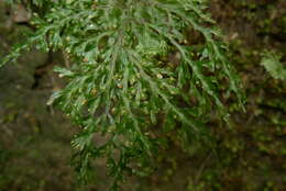 Image of Hymenophyllum imbricatum Bl.