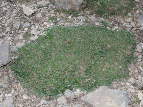 Anchusa cespitosa Lam. resmi