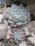 Image of Echeveria hyalina Walther