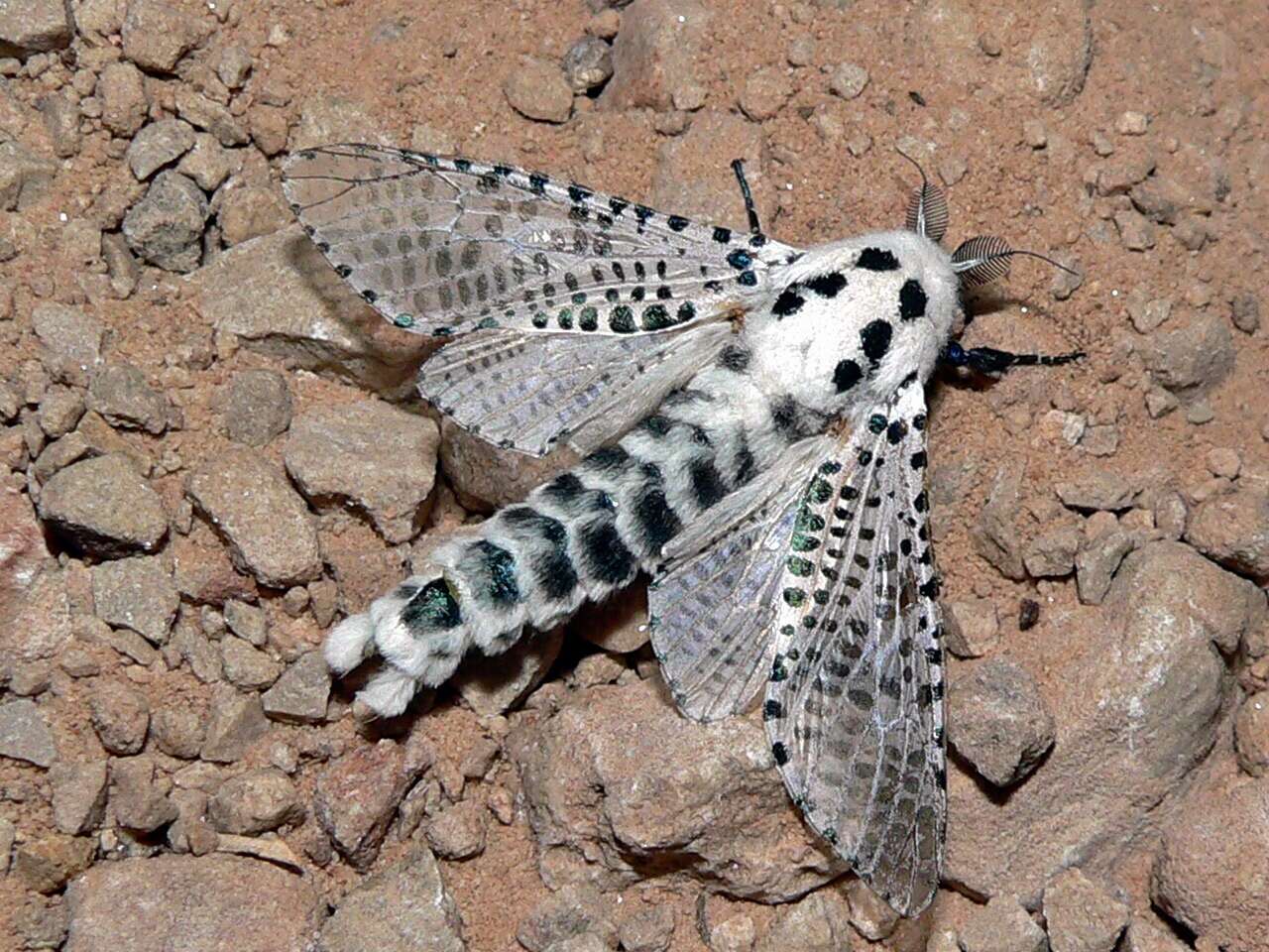 Image of leopard moth