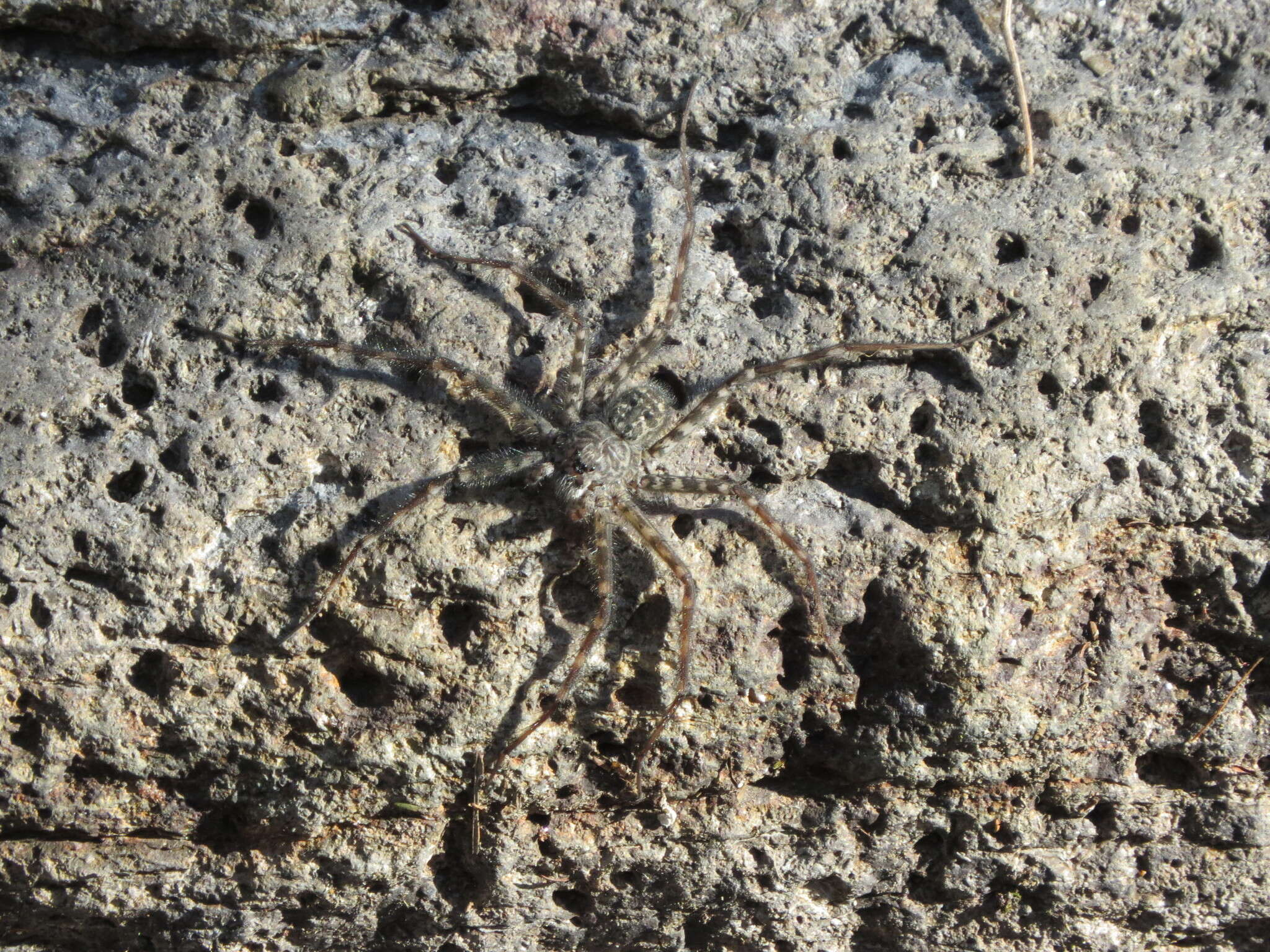 Image of Trechalea gertschi Carico & Minch 1981