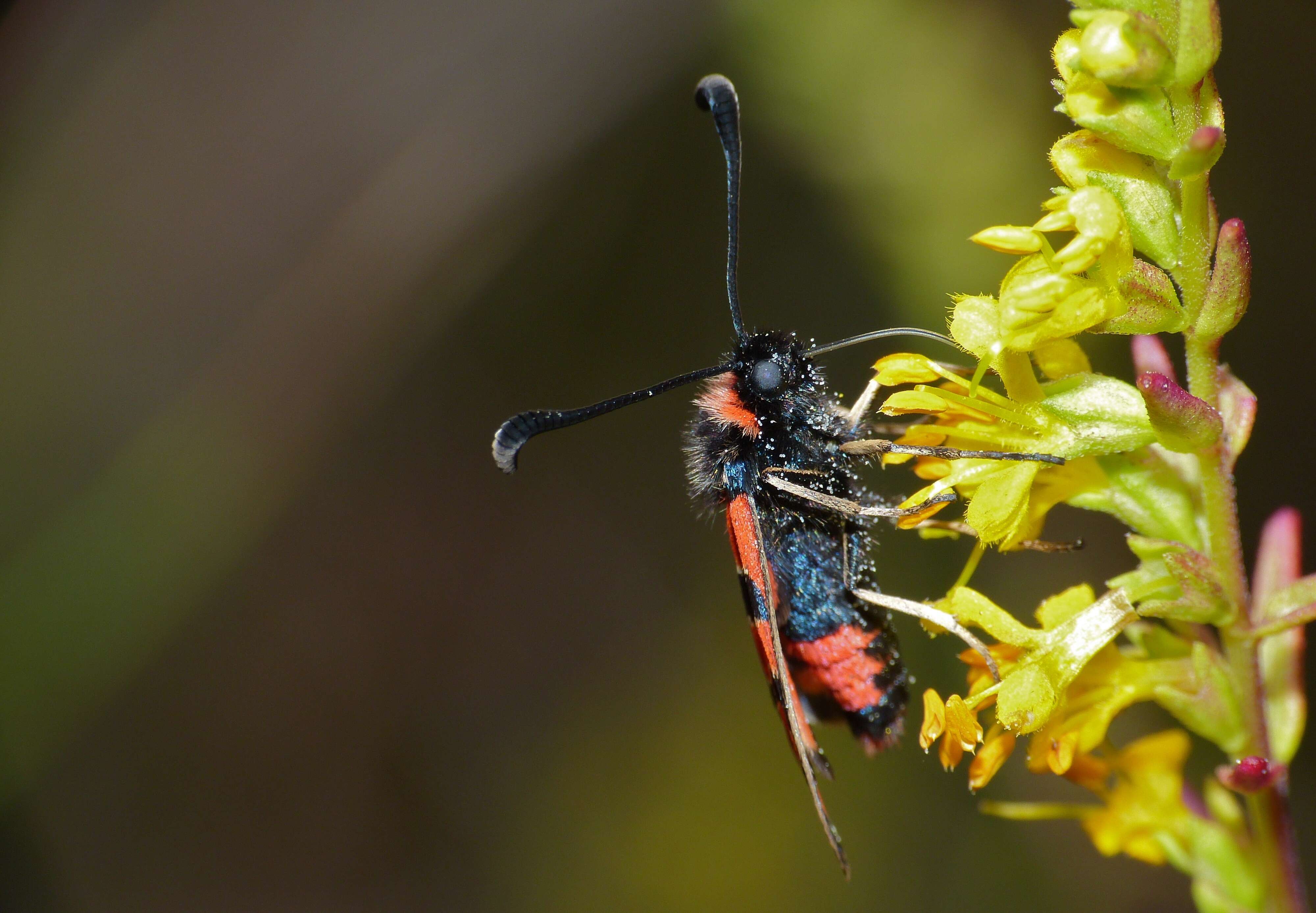 Image of Zygaena fausta Linnaeus 1767