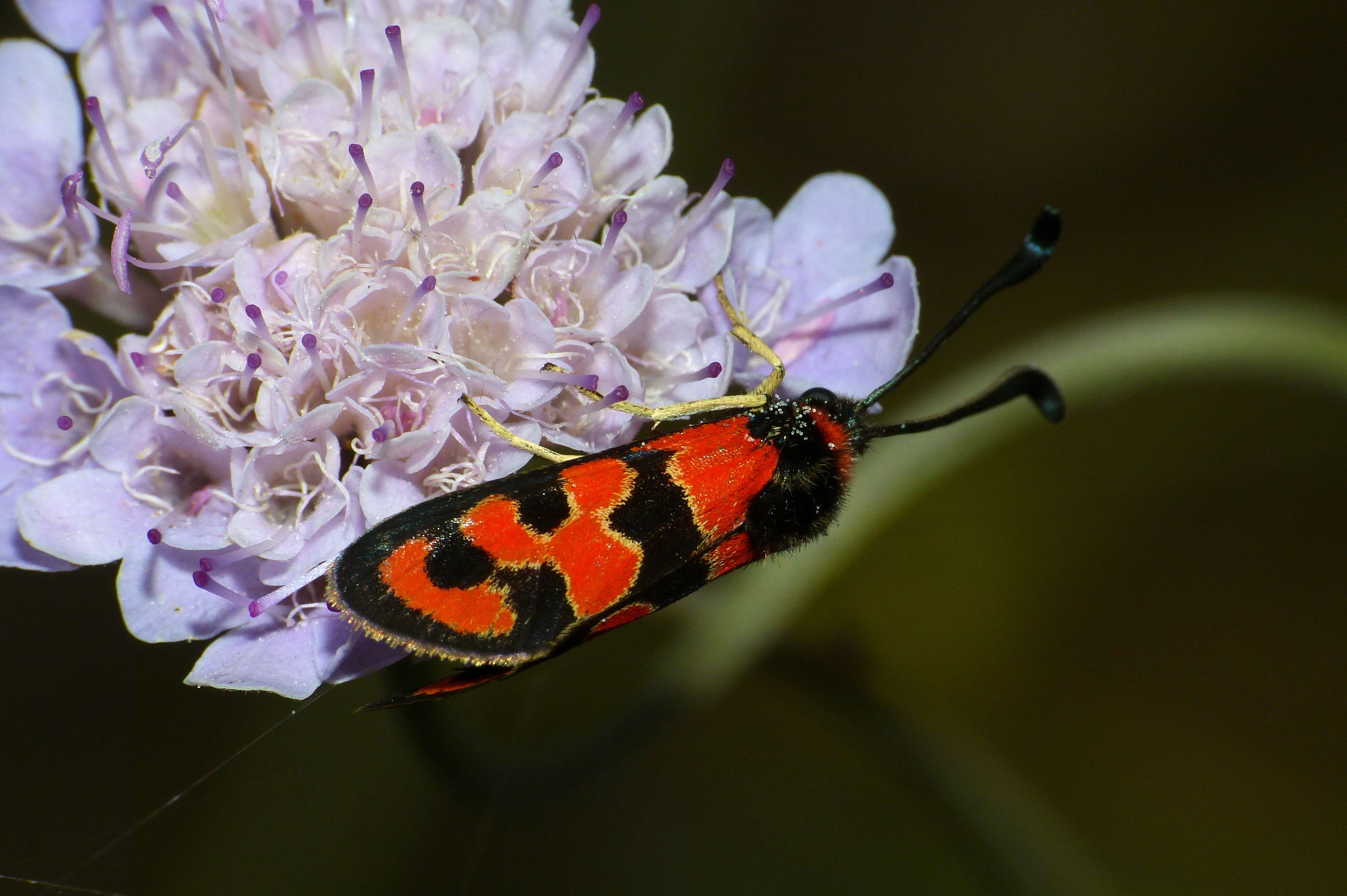 Image of Zygaena fausta Linnaeus 1767