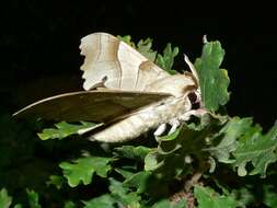 Image of Marumba quercus