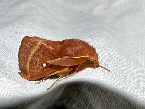 Image of grass eggar