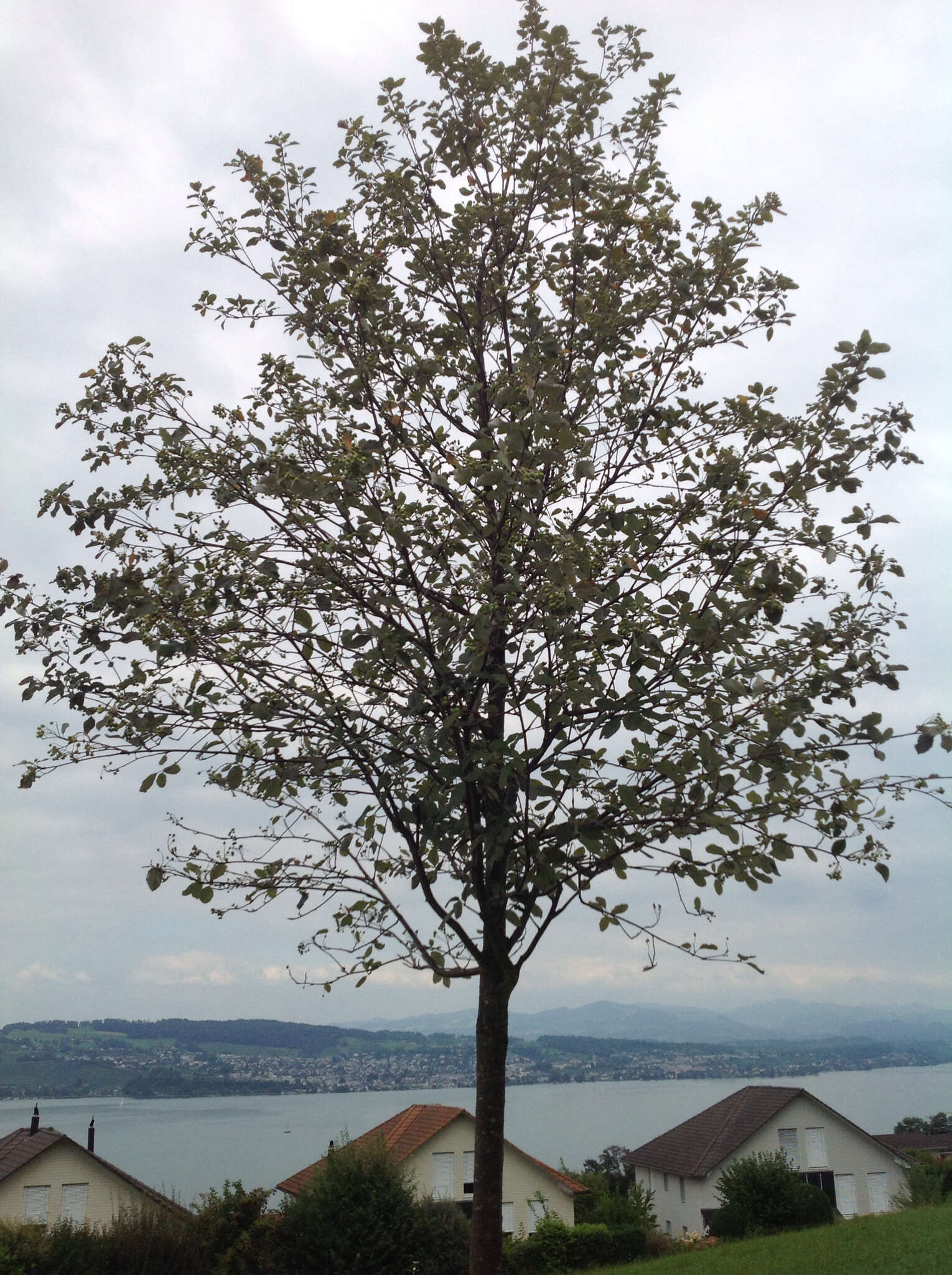 Image of Common Whitebeam