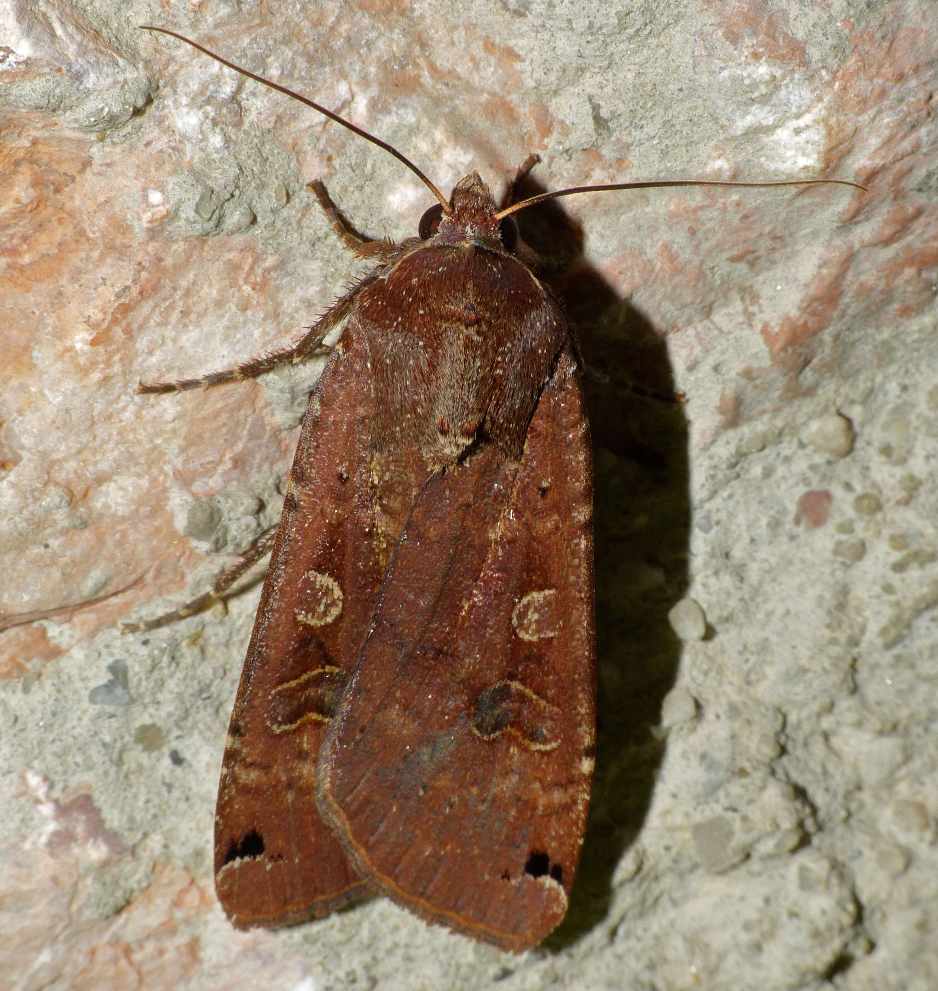 Image of Large Yellow Underwing