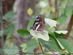 Image de Elzunia pavonii Doubleday, Hewitson & Westwood 1847