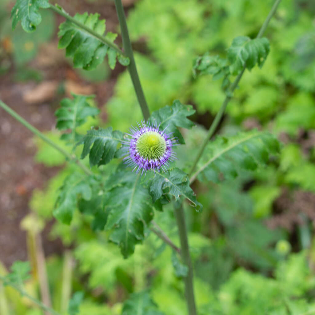 Sivun Chresta pacourinoides (Mart. ex DC.) Loeuille, Siniscalchi & Pirani kuva