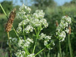 Image of White bedstraw