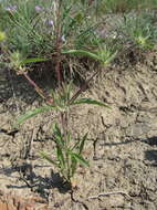 Imagem de Lomelosia rotata (Bieb.) W. Greuter & Burdet