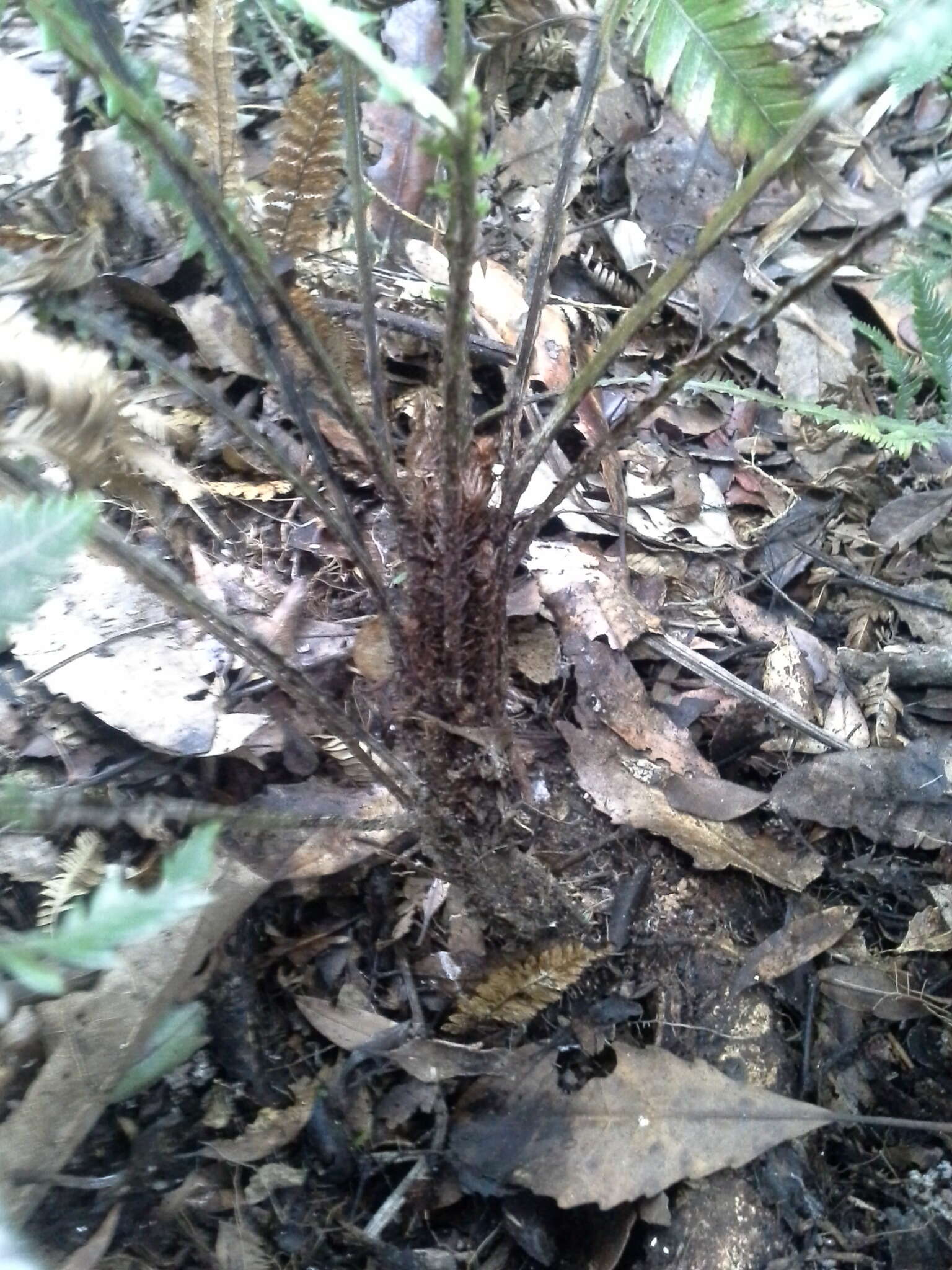 Image of Diploblechnum fraseri (A. Cunn.) De Vol