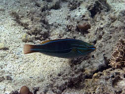 Image of Blue-lined wrasse