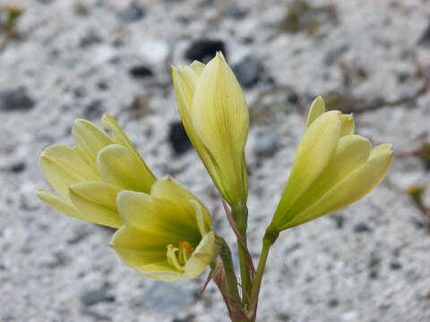 Imagem de Zephyranthes bagnoldii