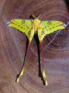 Image of comet moth