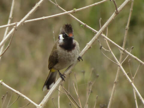 Image of Himalayan Bulbul