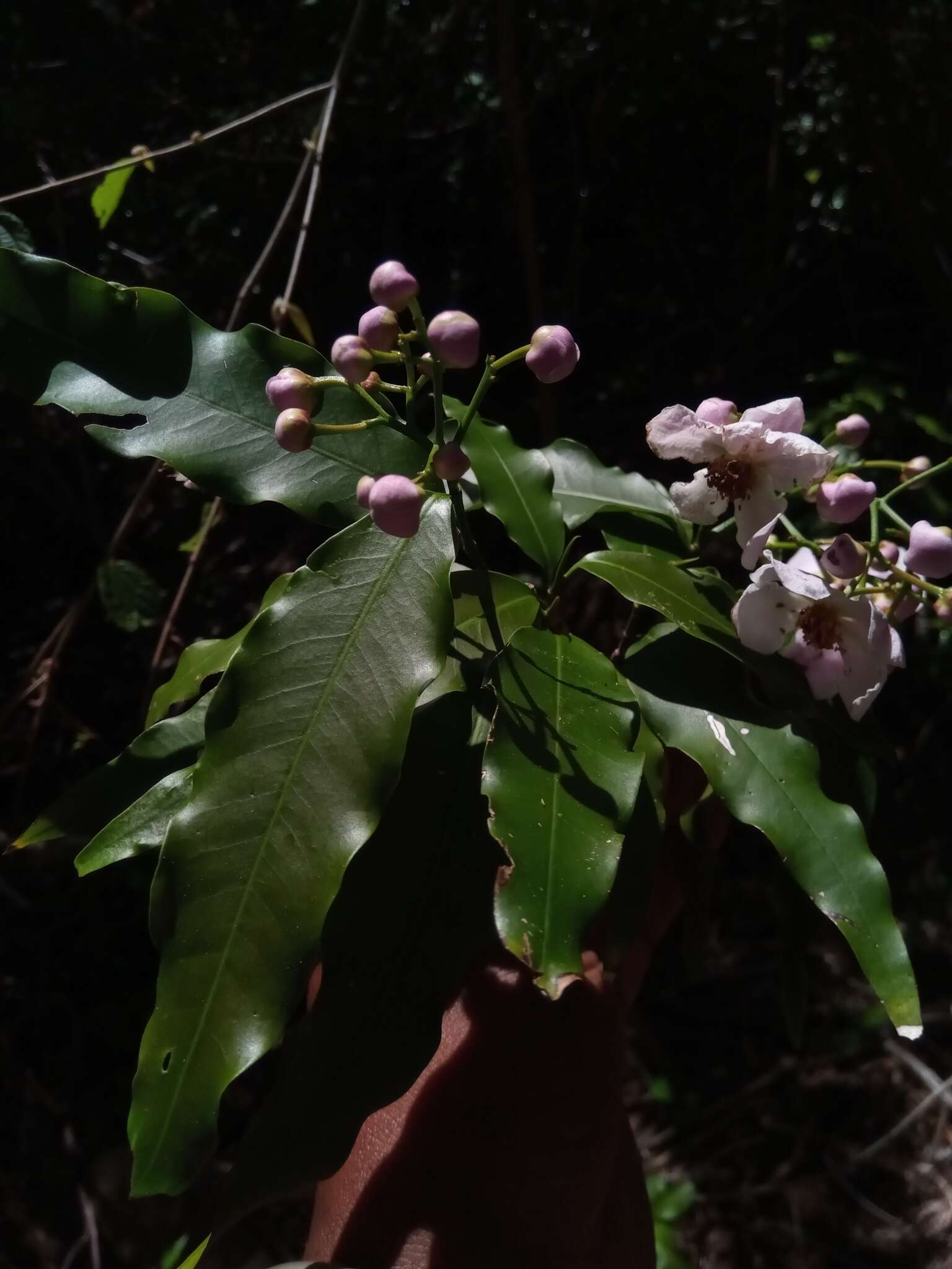 Image de Diegodendron humbertii Capuron