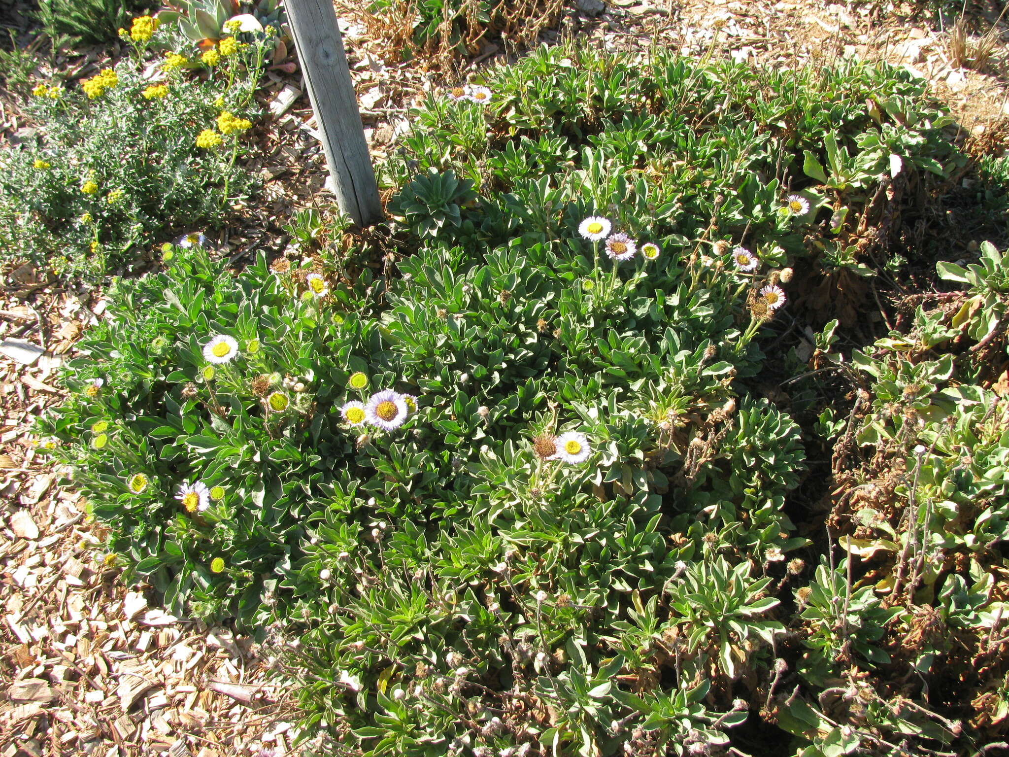 Image of seaside fleabane