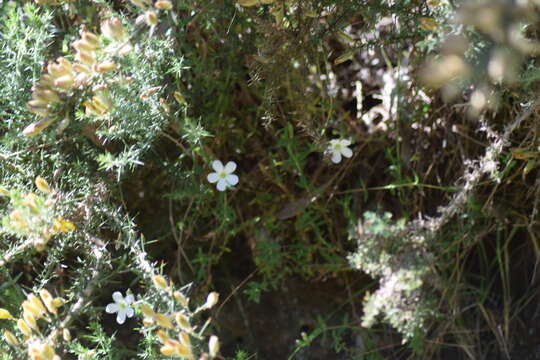 Image of mountain sandwort